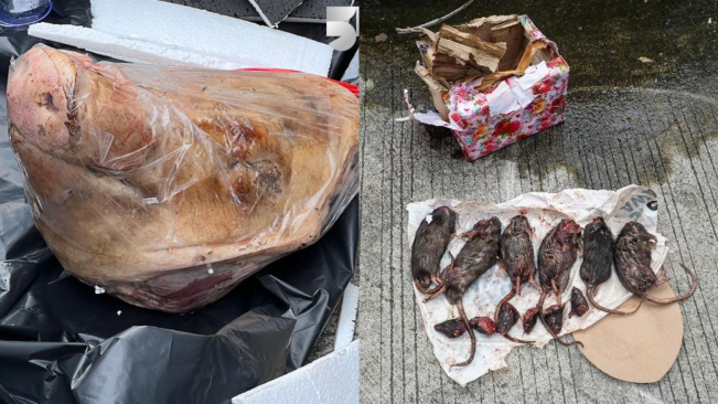 Indonesia Darurat Kebebasan Pers! Iwakum Sebut Polisi Lamban Ungkap Teror Kepala Babi dan Bangkai Tikus kepada Tempo