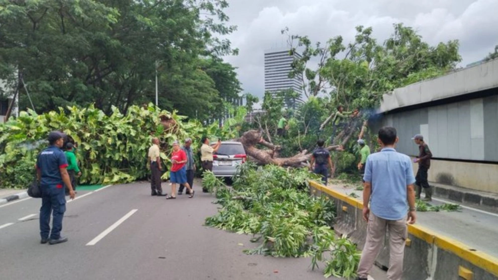 Pohon Tumbang Timpa Mobil di Sisingamangaraja, Arah Semanggi Ditutup Sementara