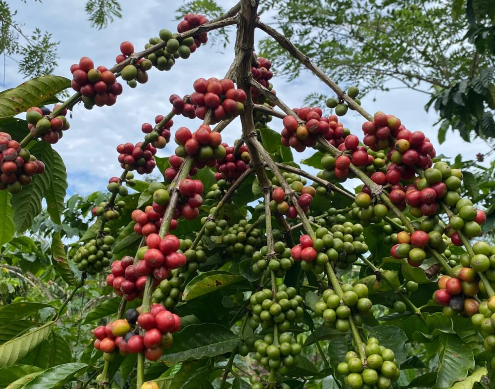 Potensi Kopi Rejang Lebong
