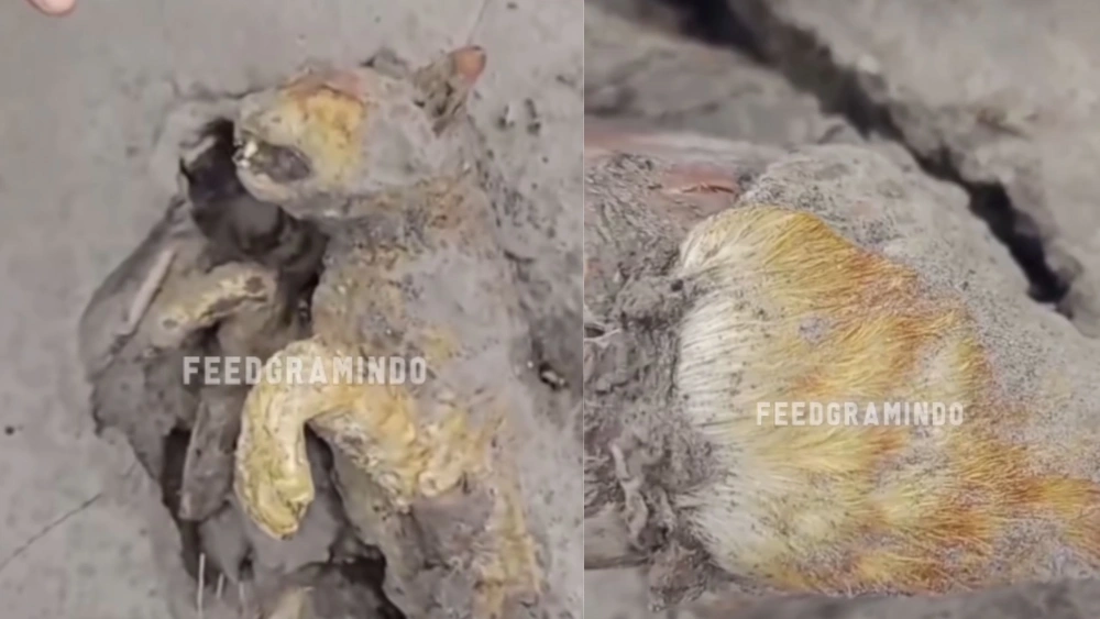 Potongan video diduga macan jadi korban Semeru. [instagram]