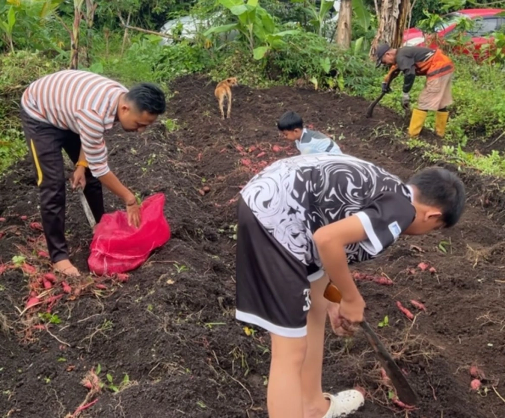 Proses Penanaman Dan Pemanen Ubi Bisa Jadi Salah Satu Tujuan Agrowisata