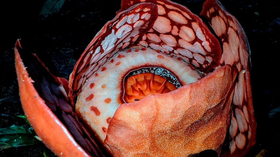 Oxford Viral Diserbu Warganet, Dinilai Tak Akui Kontribusi Peneliti Indonesia