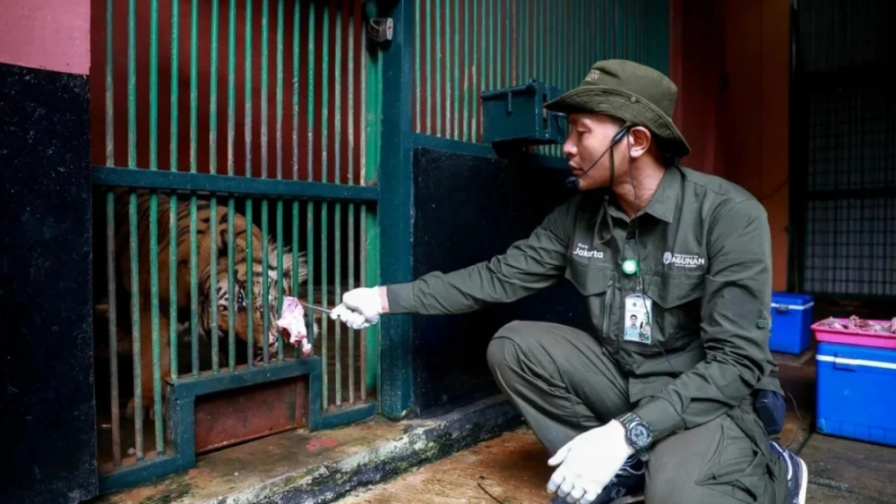 Petugas Taman Margasatwa Ragunan memberikan pakan kepada harimau, Kamis (20/11/2025). [Instagram @ragunanzoo]