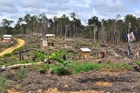 Pengawasan Hutan Rejang Lebong Diperketat, Aktivitas Ini Dilarang Keras