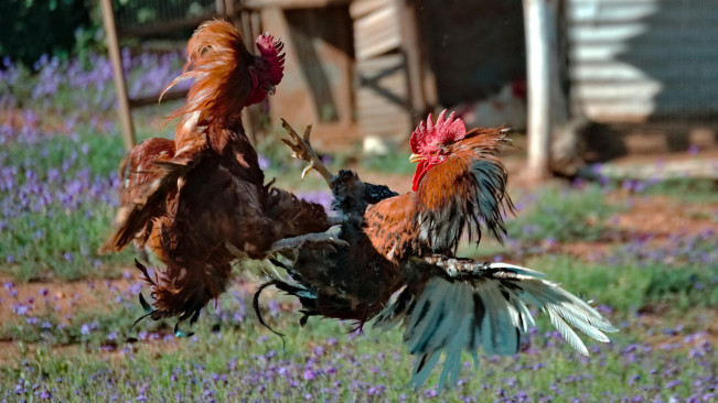 Asal-usul Tradisi Sabung Ayam