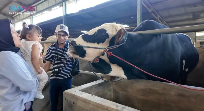 Lily Tampak Ingin Memegan Sapi Milik Rafthar (YouTube)