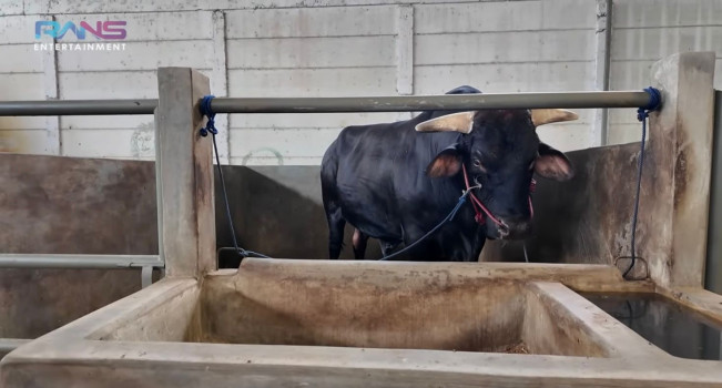 Sapi Milik Raffi Ahmad dengan Jenis Wagyu (YouTube)