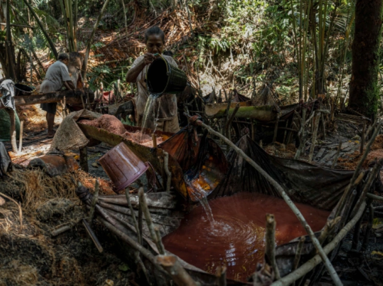 Perempuan masyarakat adat Namblong di wilayah adat Grime Nawa, Lembah Grime, Papua, memanen sagu.(Foto: Dokumentasi Aliansi Masyarakat Adat Nusantara)