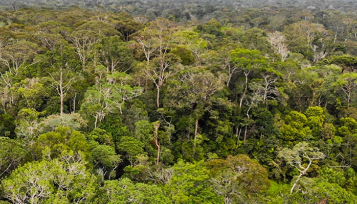 Komisi IV Beri Waktu 30 Hari Kemenhut Bongkar Kasus Penebangan Hutan Sumatera