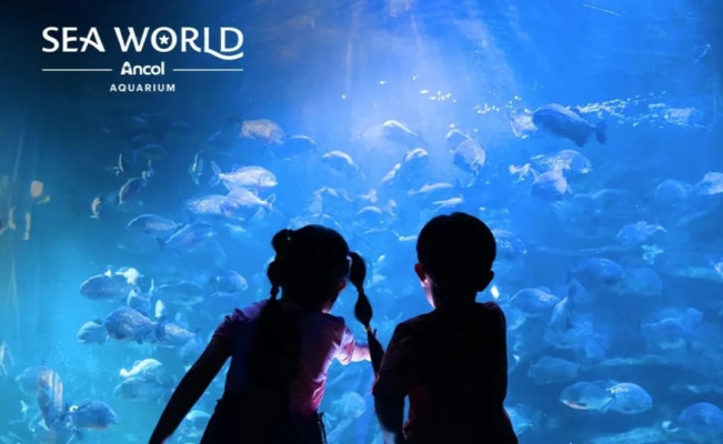 Mulai Rp94 Ribu! Tiket Promo Sea World Ancol, Bisa Bundling 3 Atraksi Sekaligus