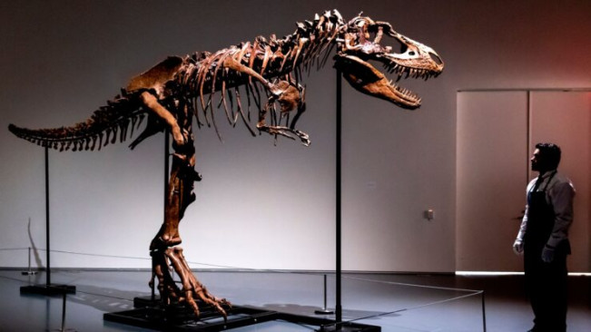 Kerangka Nenek Moyang T-rex Terjual Seharga Rp90 Miliar