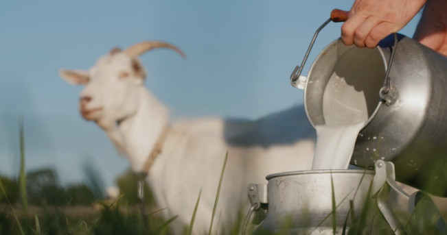 Lebih Sehat Mana Antara Susu Kambing, Sapi, dan Kerbau?