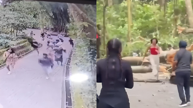 Ngeri! 2 WNA Tewas Terimpa Pohon di Monkey Forest Ubud Bali, Begini Kronologinya