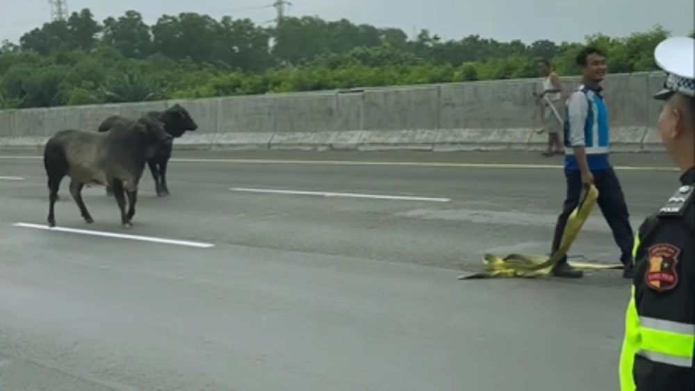 5 Fakta Viral Dua Sapi Lepas di Tol Cikampek, Salah Satunya Terpaksa Disembelih