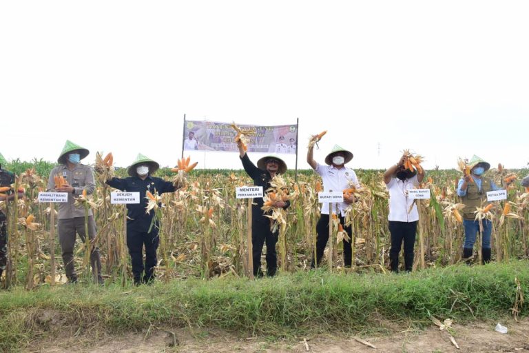 Optimalisasi Ketersediaan Pangan, Lahan 1.200 Hektar Ditanami Jagung