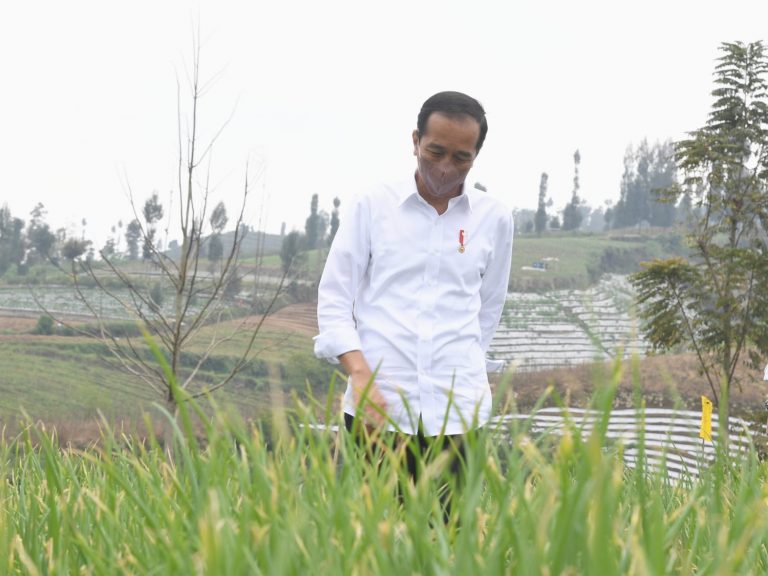 Presiden Harap Produktifitas dan Pendapatan Petani Meningkat