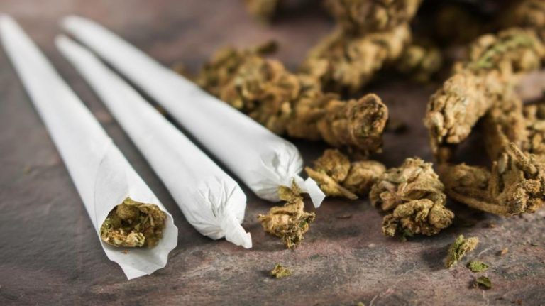 MUI Ikut Kaji Legalisasi Ganja untuk Medis