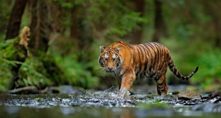 Rusak Habitat Harimau Sumatera, Jikalahari Desak Jokowi Cabut Izin Korporasi di Riau