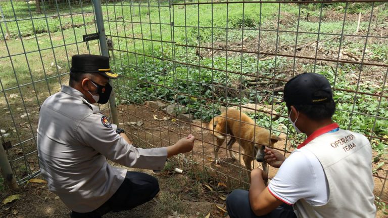 Ratusan Anjing yang Diselundupkan ke Jateng akan Dievakuasi Sementara ke Shelter di Bogor