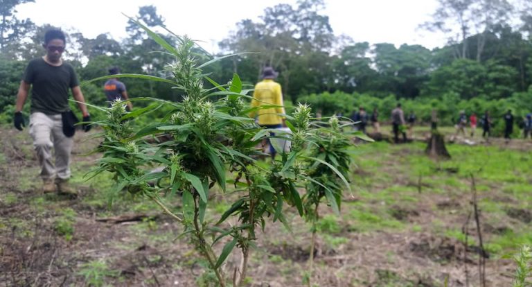 TNI-Polri Ungkap 6,28 Hektar Ladang Ganja Siap Panen