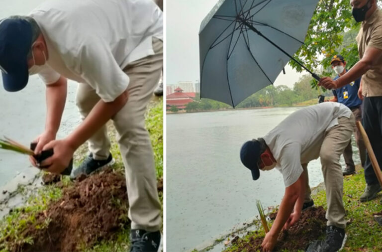 Peringati Hari Bumi, Tanam Vetiver di Tepi Danau UI