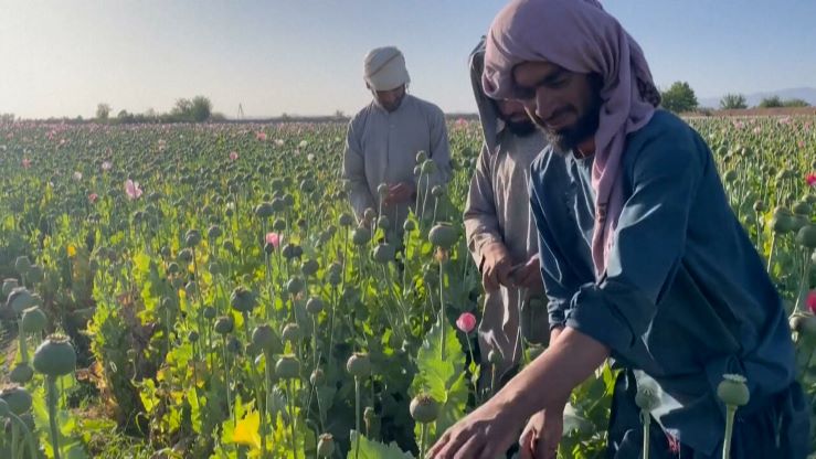 Taliban Larang Warga Afghanistan Tanam Opium