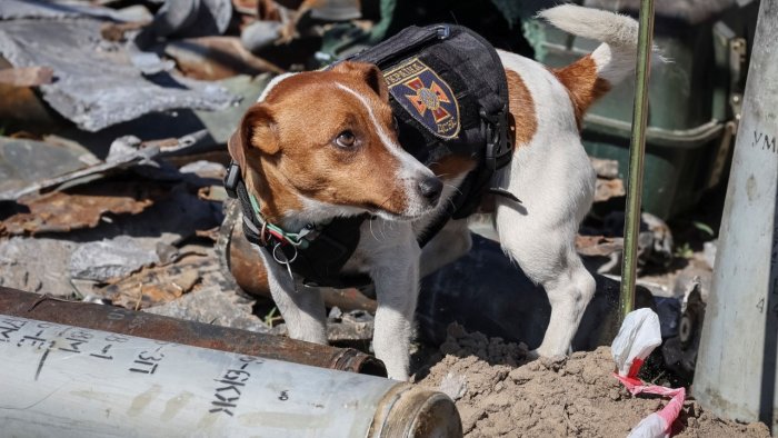 Endus 200 Ranjau di Ukraina, Anjing Ras Jack Russell Dihadiahi Medali