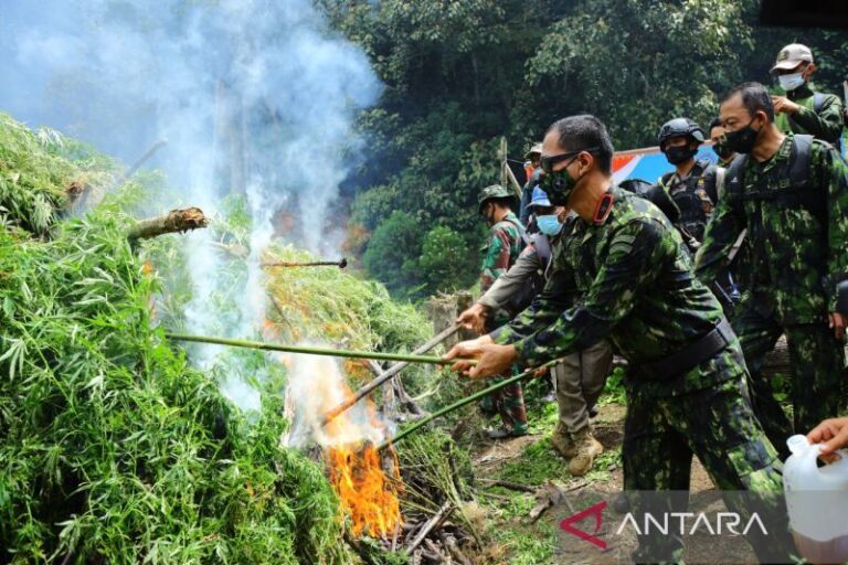 BNN Musnahkan 5 Hektare Ladang Ganja di Gayo Lues Aceh