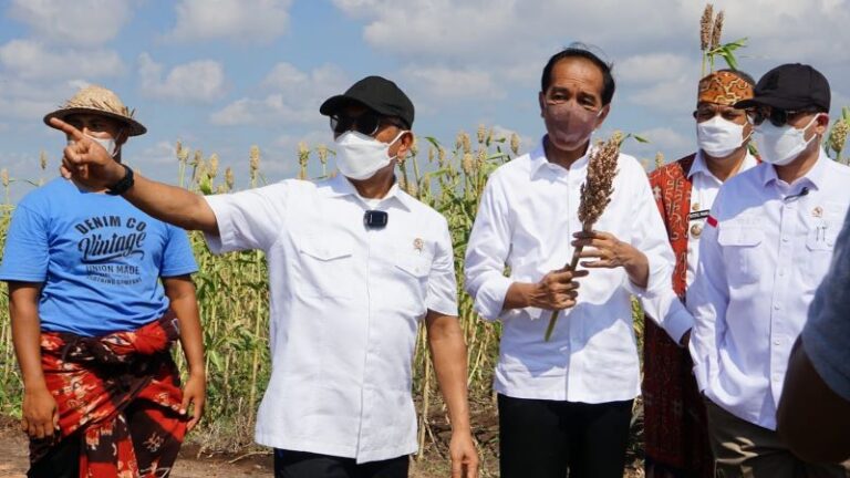 Kembangkan Budidaya Sorgum, KSP Gandeng Pakar Teknologi Pangan