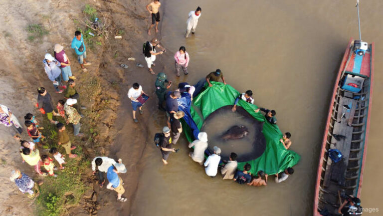 Ikan Air Tawar Terbesar di Dunia Ditangkap di Sungai Mekong