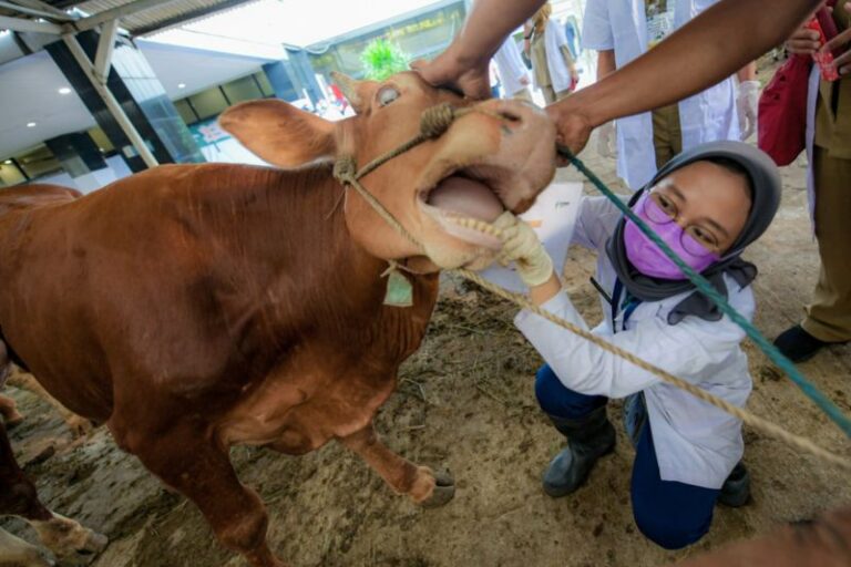 440 Ekor Hewan Kurban Di Jaksel Terkena Cacing Pita dan Radang Paru