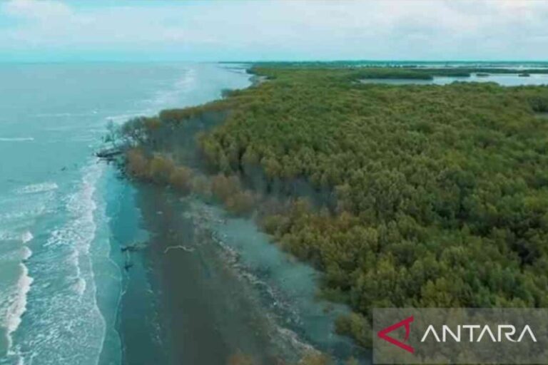 Pegiat Lingkungan Minta Perbaikan Mangrove Muaragembong