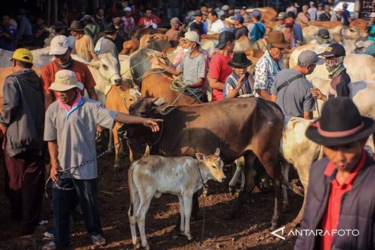 Ditipu Penjual Ternak, 5 Mushala di Bukittinggi Gagal Kurban Tahun Ini