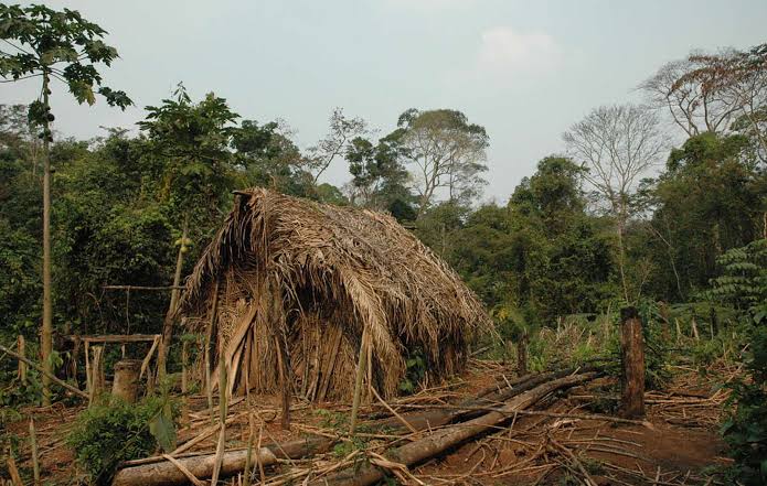 Anggota Terakhir Masyarakat Adat Brasil Ditemukan Tewas