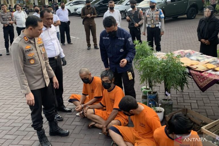 Polisi Ringkus Petani Pemilik Ratusan Batang Ganja di Malang