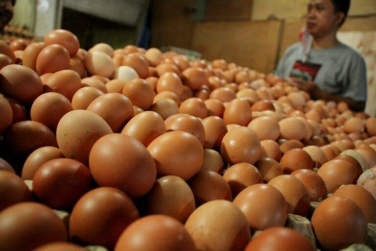 Jelang Natal, Harga Telur Ayam di Jakarta Tembus Rp30.000 Per Kilo