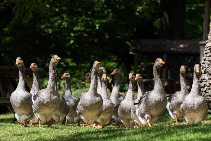 Flu Burung, Ceko Musnahkan 15.000 Ekor Bebek