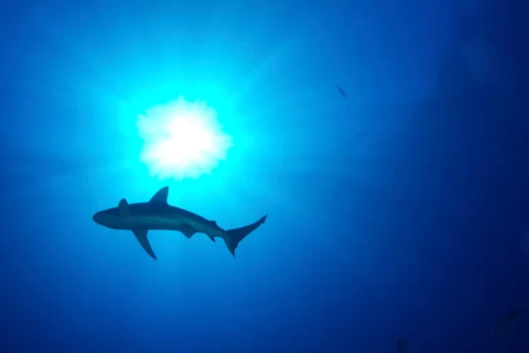 Pria Rusia Tewas Diserang Hiu di Laut Merah