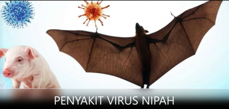 Virus Nipah Gemparkan India, Kenali Gejalanya!