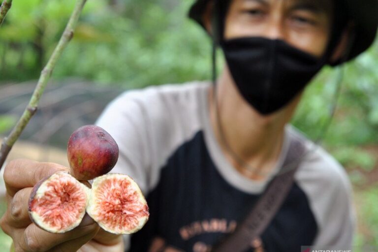 Tin, Buah Surga yang Punya Segudang Manfaat