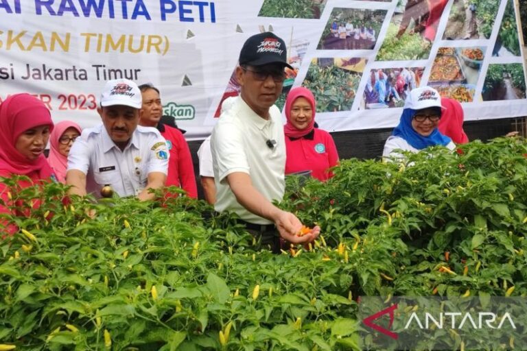 “Pedaskan Timur” Pj Gubernur DKI Panen Raya Cabai di Jaktim