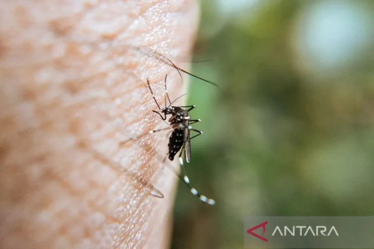 Tangkal DBD! Nyamuk Wolbachia Aman Bagi Manusia dan Lingkungan