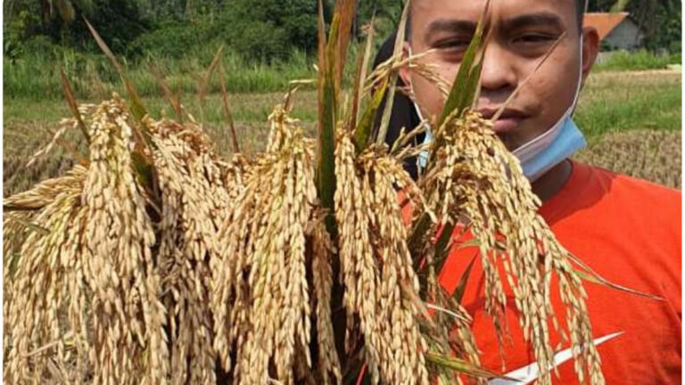 Tahun 2023, BPS Catat 51,91 Ribu Hektare Lahan Padi di Riau Panen