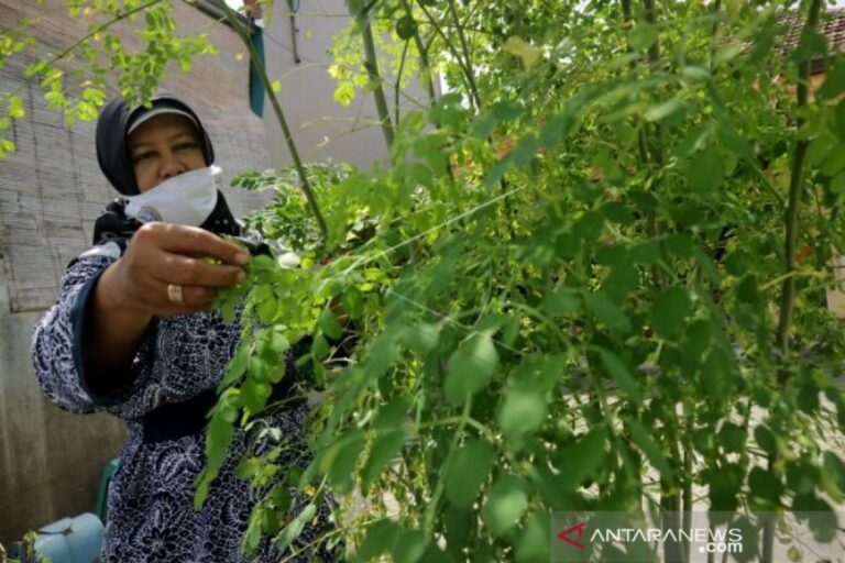 Orang Tua Wajib Tahu: Daun Kelor dan Manfaatnya bagi Pertumbuhan Anak