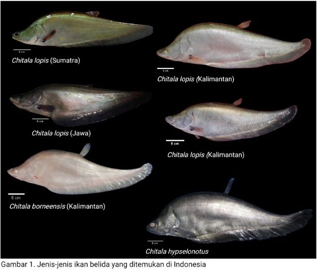 Sempat Dinyatakan Punah, Ikan Belida “C. Lopis” Ditemukan Lagi di Jawa