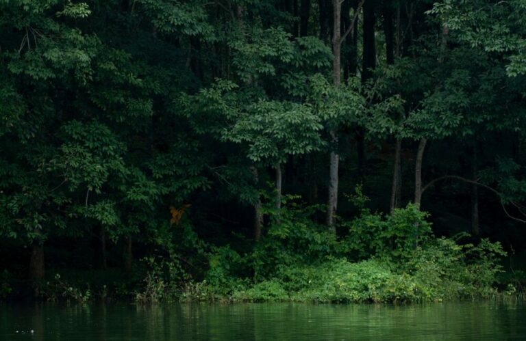 Ini Manfaat Hutan yang Jarang Kita Ketahui