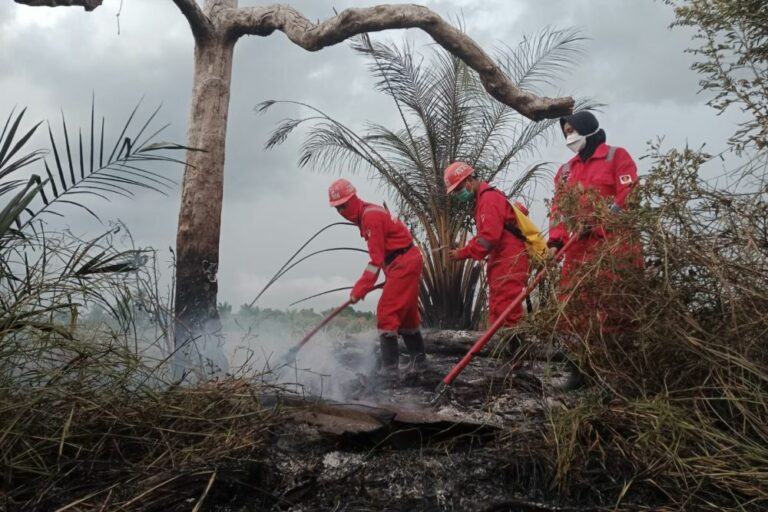 Dibayangi El Nino Moderat, Siaga Tekan Karhutla 2024