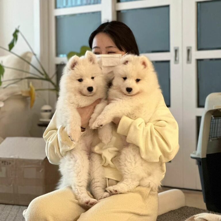 Aneh Tapi Nyata! Anjing Mati Hidup Kembali Melalui Kloning