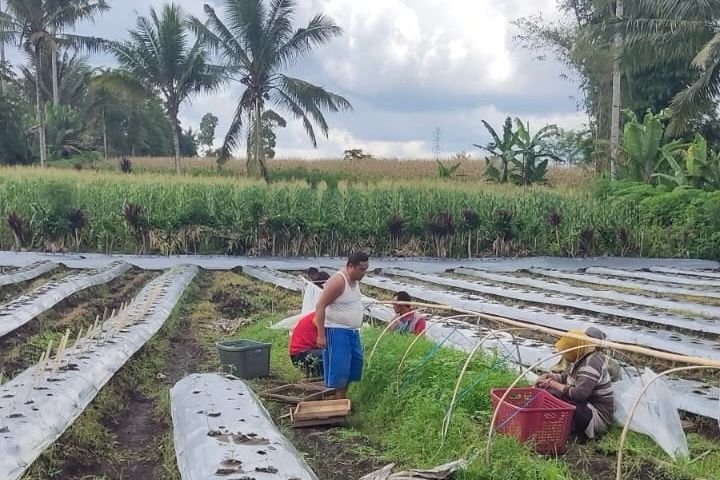 Bengkulu Punya Ubi Cilembu, Rasanya Boleh Diadu