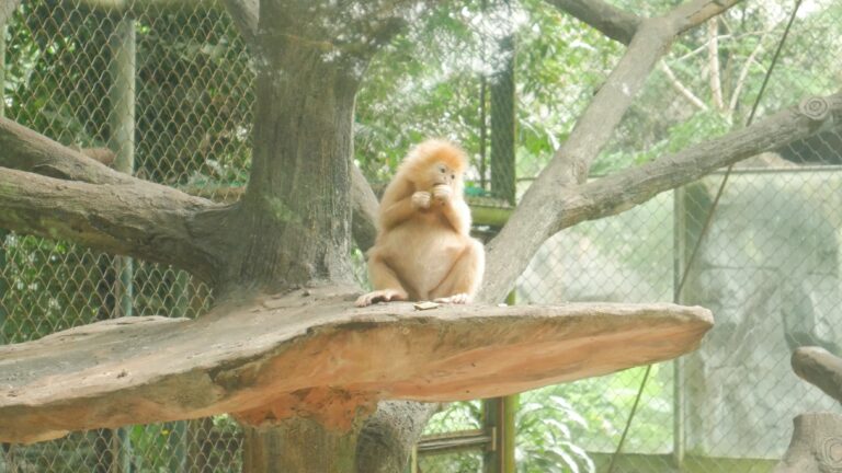 Satwa Bisa Ngamuk, Hindari Perilaku Ini saat di Kebun Binatang